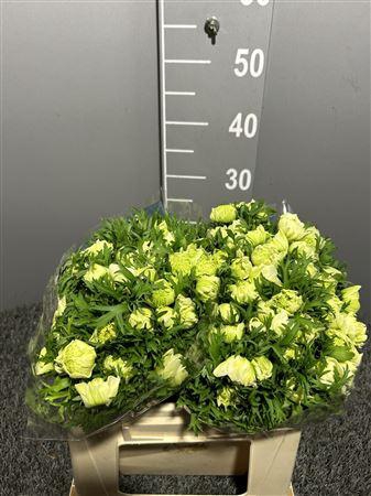 Anem Sup Real White Bianco