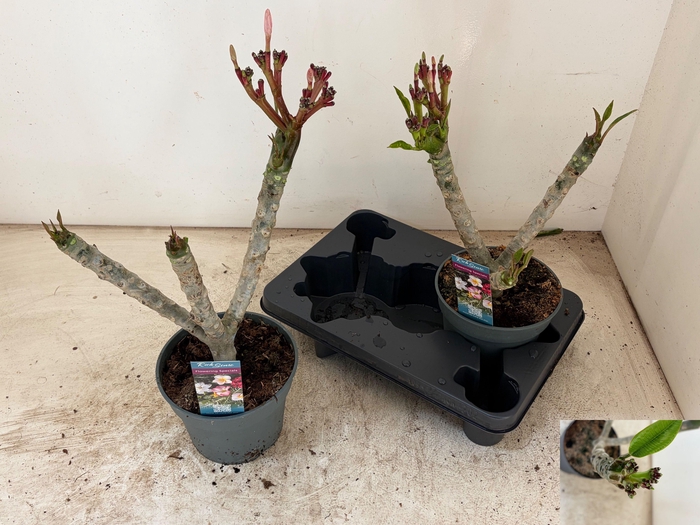 <h4>PLUMERIA ALBA</h4>