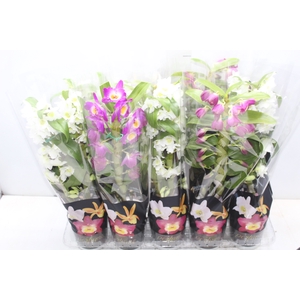 DENDROBIUM P12 PREMIUM
