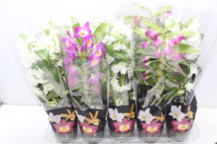 <h4>DENDROBIUM P12 PREMIUM</h4>
