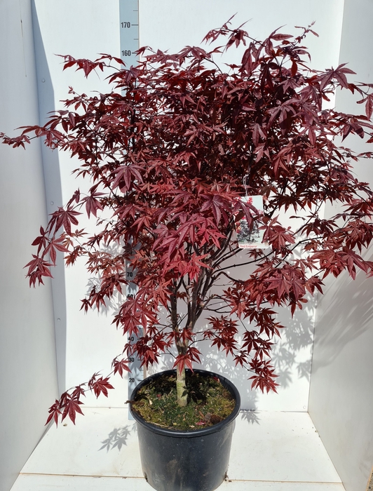 Acer palmatum 'Red Emperor'