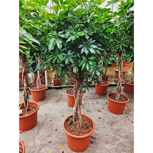 Schefflera arboricola 'Compacta'