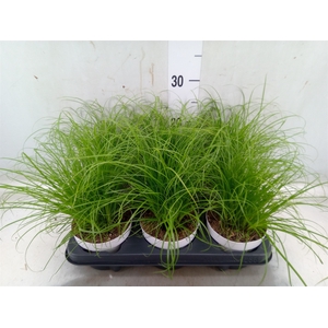 Cyperus alternifolius 'Zumula'
