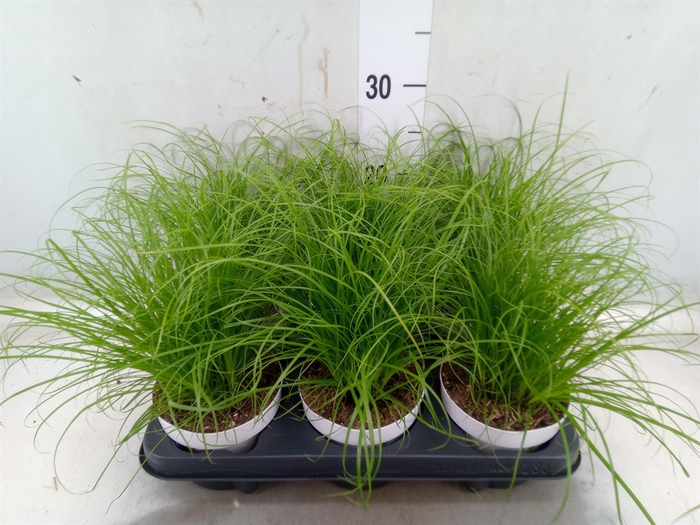 <h4>Cyperus alternifolius 'Zumula'</h4>