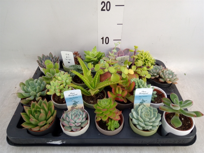 <h4>Succulents   ...</h4>