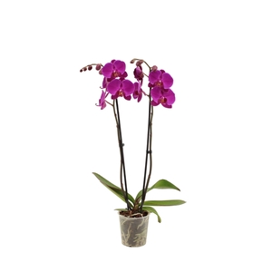 Phal Midnight Rambler 2T16+