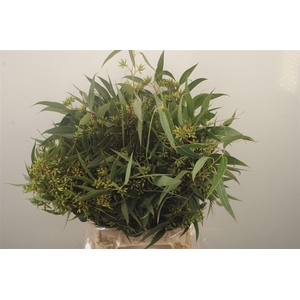 Euc Robusta Mini Berry Per Bunch