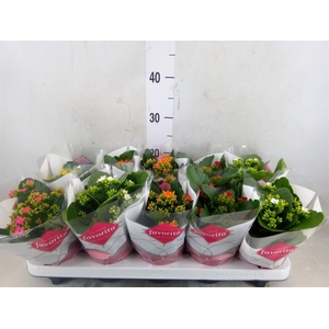 Kalanchoe blos.   ..mix 5