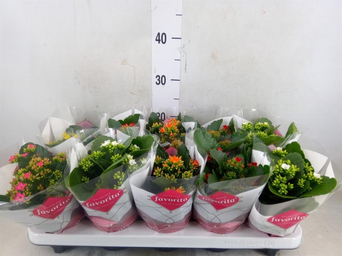 <h4>Kalanchoe blos.   ..mix 5</h4>