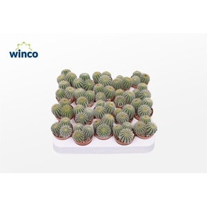 Notocactus Warasii (group)