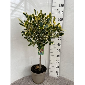 ILEX AL GOLDEN KING