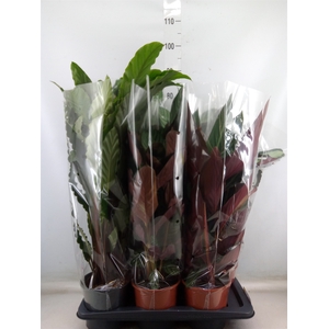 Calathea   ...mix