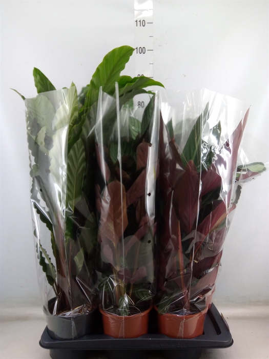 <h4>Calathea   ...mix</h4>