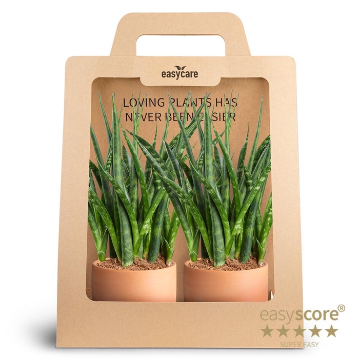 <h4>2-Pack Raw Terracotta, Fernwoo P10</h4>