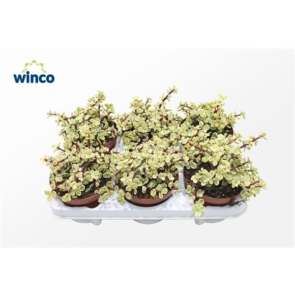 <h4>Crassula Afra Variegata</h4>