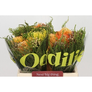 BQ Nutans 3 Flower
