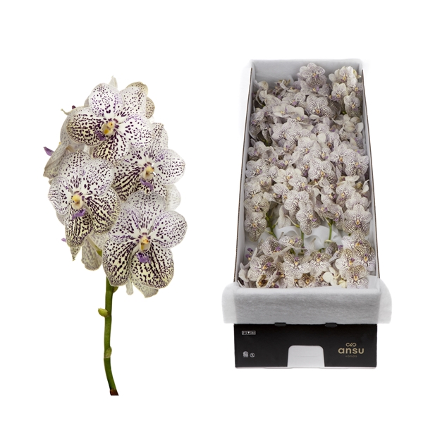 <h4>Vanda 20 tak Purple Confetti</h4>