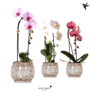 Phalaenopsis Elegant Cascade