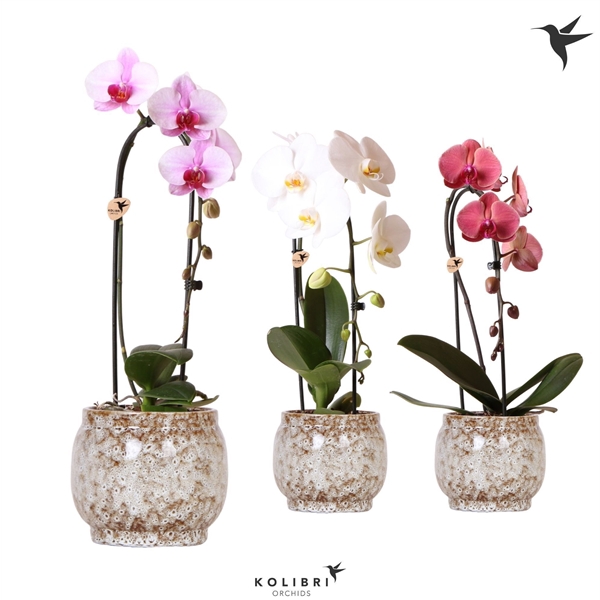 <h4>Phalaenopsis Elegant Cascade</h4>