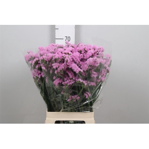 Lim S Fantasia Wings