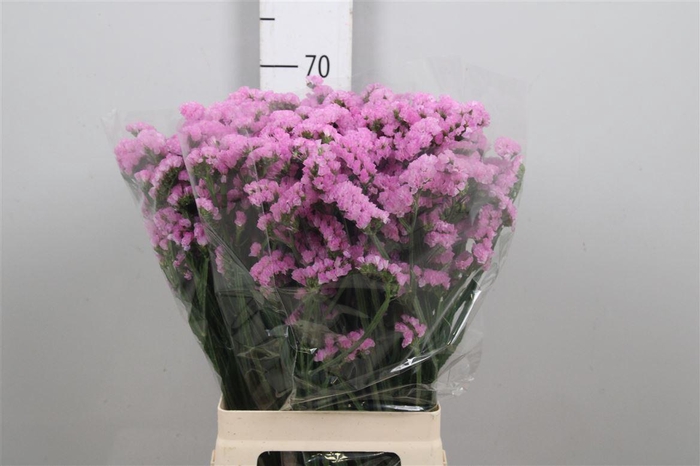 <h4>Lim S Fantasia Wings</h4>