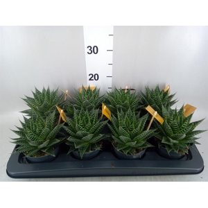 xGasteraloe  'Aurora'