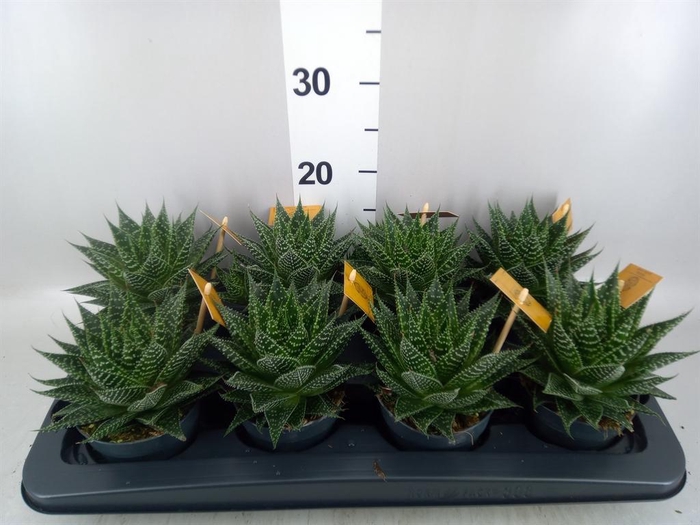 <h4>xGasteraloe  'Aurora'</h4>