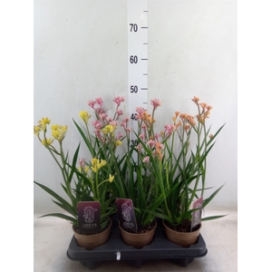 Anigozanthos   ...mix