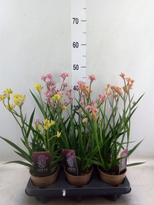 <h4>Anigozanthos   ...mix</h4>