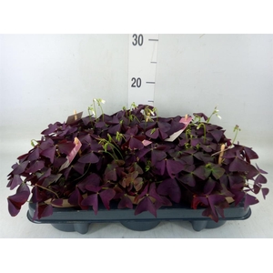 Oxalis trian. 'Mijke'