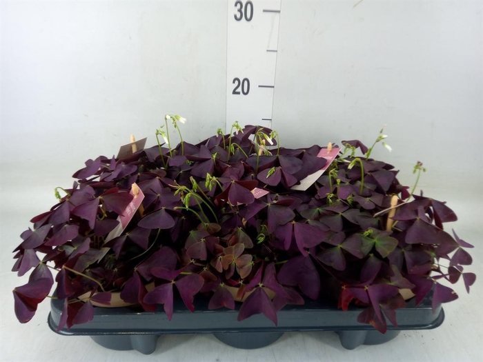 <h4>Oxalis trian. 'Mijke'</h4>