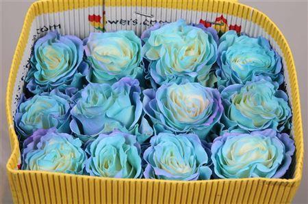 <h4>Rosa GR  ...colored  H%</h4>