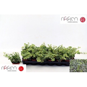 Hedera Helix White Wonder 8,5Ø 12cm