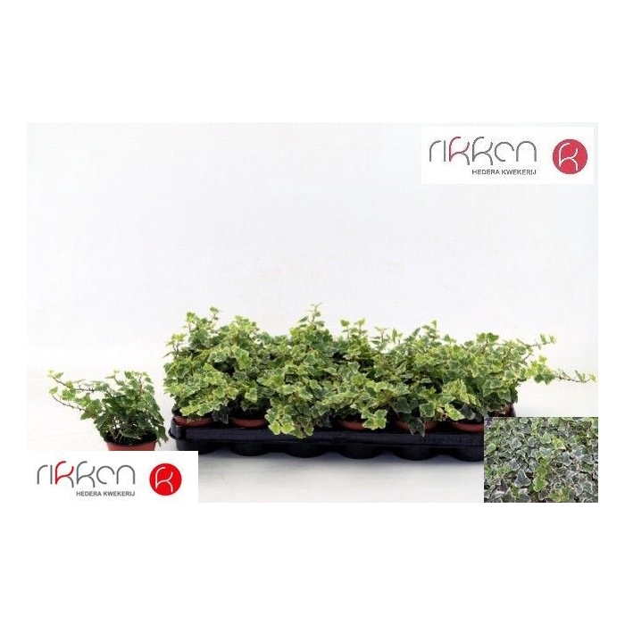 <h4>Hedera Helix White Wonder 8,5Ø 12cm</h4>