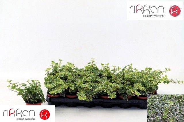 Hedera Helix White Wonder 8,5Ø 12cm