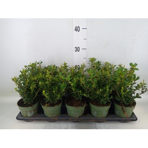 Ilex crenata 'Jenny'