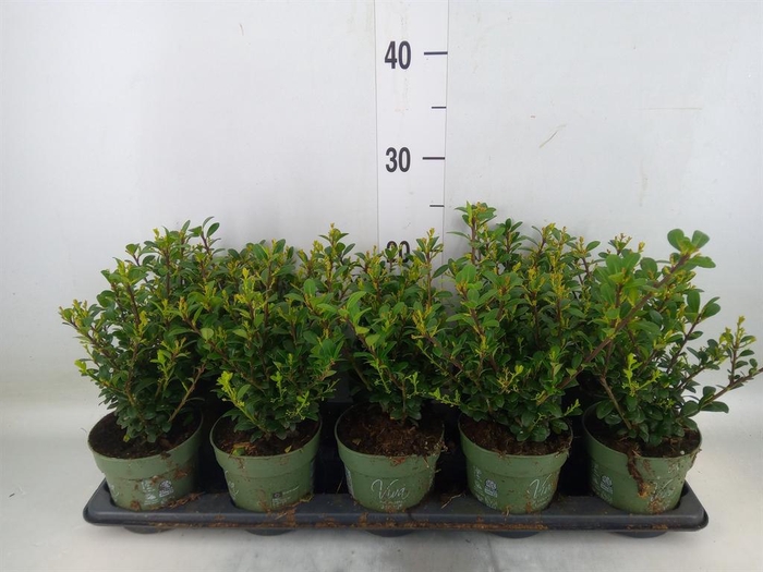 <h4>Ilex crenata 'Jenny'</h4>