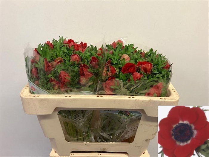 <h4>ANEM CO GALIL ROOD</h4>