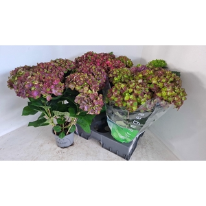 HYDR M REMBR ROSSO G