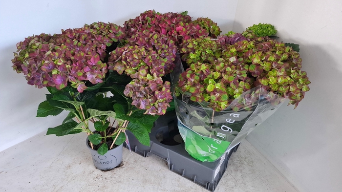 <h4>HYDR M REMBR ROSSO G</h4>