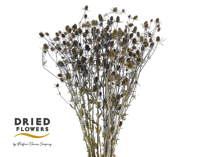 Dried Eryngium Blue