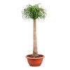 Beaucarnea recht 55 cm