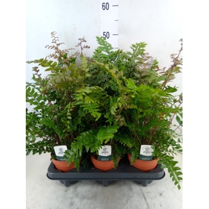 Didymochlaena truncatula