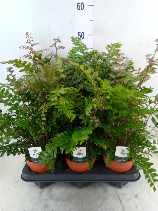 <h4>Didymochlaena truncatula</h4>