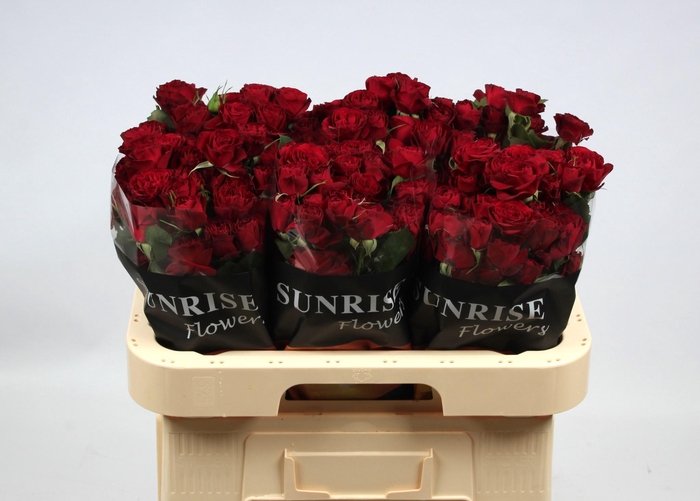 <h4>R TR RED TRENDSETTER</h4>