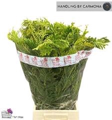 <h4>ACACIA (MIMOSA) BS</h4>