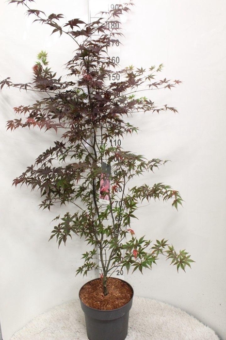 <h4>Acer palmatum 'Bloodgood' P32 potgekweekt</h4>