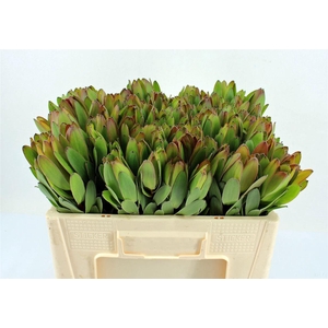 Leucad Goldstrike 40cm