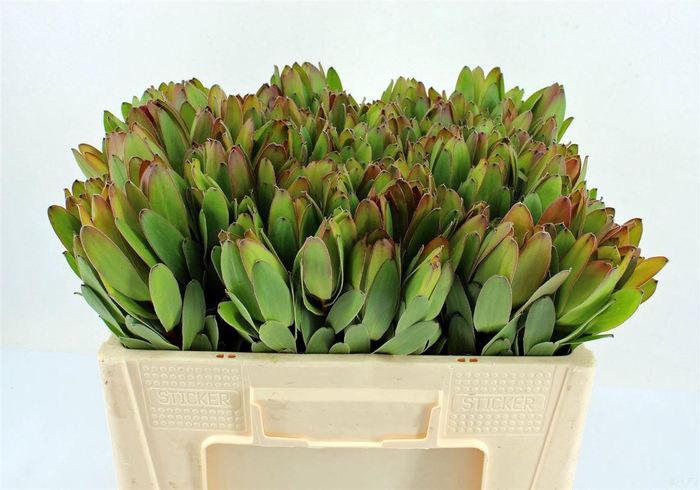 <h4>Leucad Goldstrike 40cm</h4>