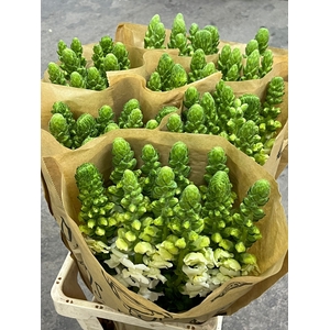 ANTHIRRINUM POTOMAC EARLY WHITE